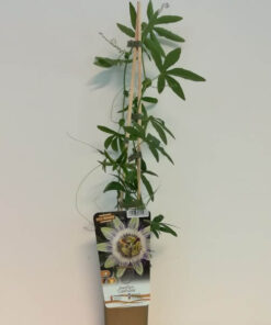 a3b01ac2bb4f2d5dbc6c6c12db5f4408