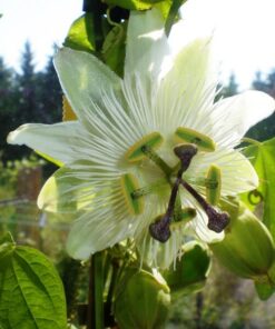 62d193be6bca9c28a3247da9978e0b1e