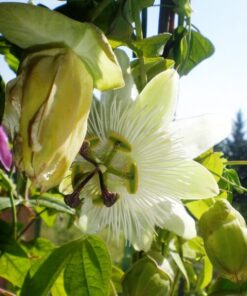 972ed8a3215339c901d62da670d76fbe