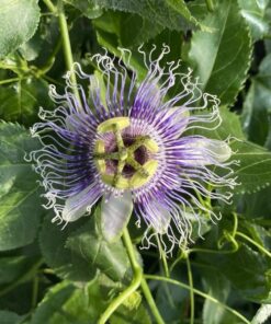 084d8acd498dce511fc5834e6196a2e2