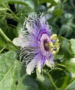 3069c98d3ea5848dc08a742813440801