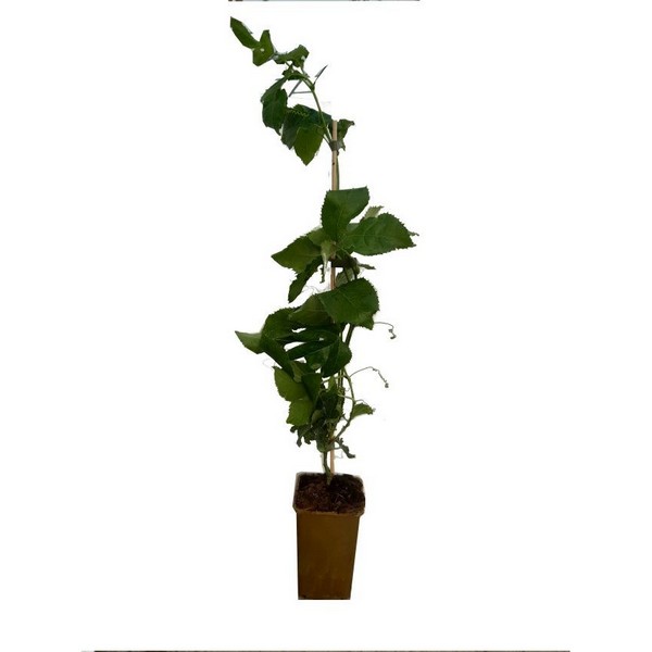 3928dd8d9a41fd00a2daa36bb0039abd