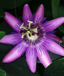 caa29a6154885b7682b1f778871953a1