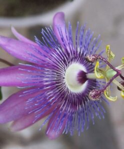 8369c8ceba8c5289d36608f49b2d0c3e