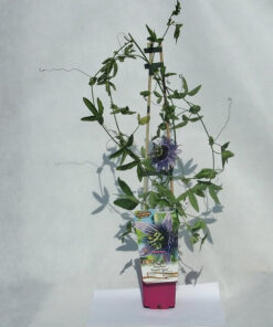 8ce5cdfc2ee3a63229b28d045216e5d3