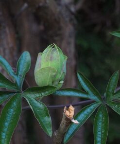 4899c72b65d826ec75149af4423b2ddc