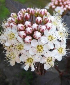 8ec3f99184880fe71dd14cca49019cab