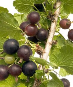 ef345df91a1dec55ab3cf51724448398