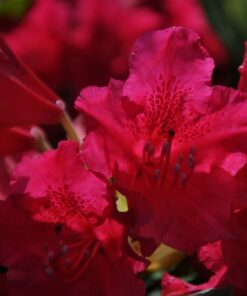 bcb43d89f57bff9f429962ada34c0d4a