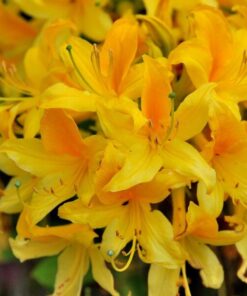 a8903f55654cad7210c89d46461a2d64