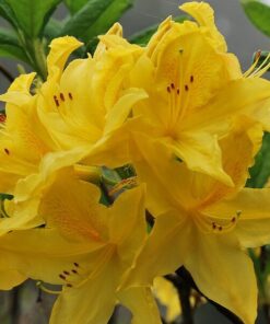 29c3b75e5e3d7431defe54a9277e3745