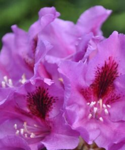 6ef12f0f426a42da0474fabd6ebde2b4