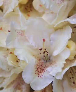 e520abd8b27d0f7224766b71904e4c5f