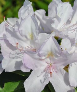 4e671ccd34f7405d48bd063778734632