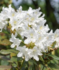 8c8469042c4d96c55e32c56223298a5a