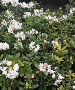 597879662f7d16ac128227c479f67933