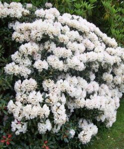 655dfe535e685ed5eb246ca421dae50c