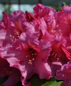 1386297a8e865a06cc80f6217406e4cc