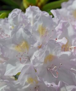 90f12255f7e77fa96db39fb0610301c7