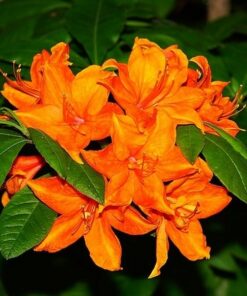 ab833f868ecb1f8a65e443101d4ba8fd