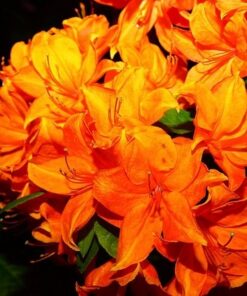 d9541953abeb169646905cc5d966690f