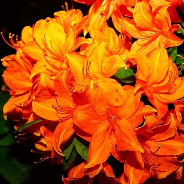 d9541953abeb169646905cc5d966690f