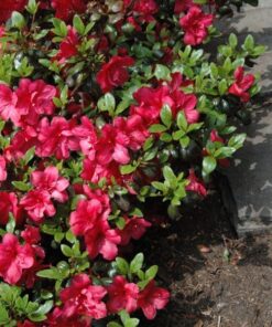 6f485ed28c22d7c759cc7497f8c54c86