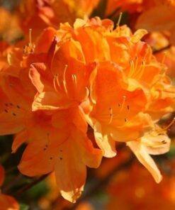 d4c05c0d373565c2d74f918b8c3a57c3