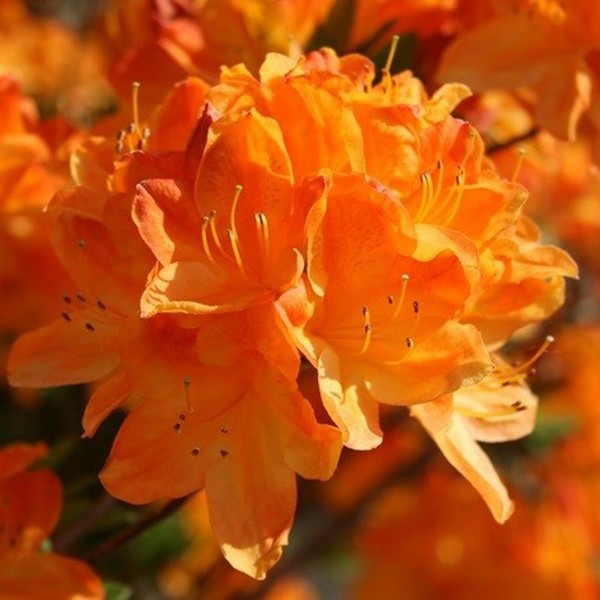 d4c05c0d373565c2d74f918b8c3a57c3