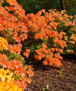 faecfafde2103085bd04114ce1632f77