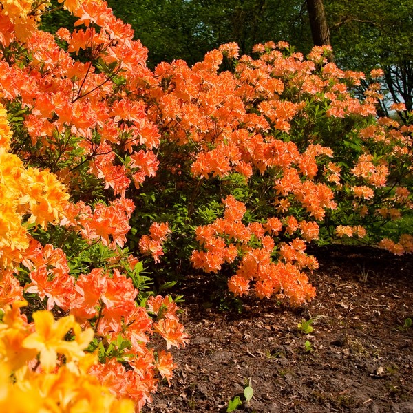 faecfafde2103085bd04114ce1632f77