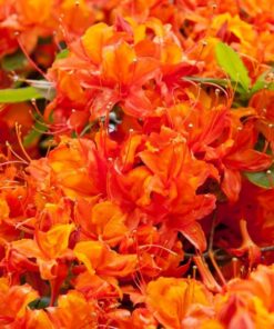 8b90175b478b52d878a7c6b7a69b6455