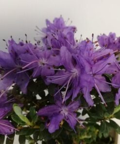 5fcc275c0f775c6a5108ceba76c766bd