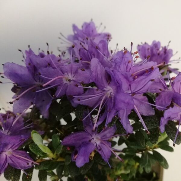 5fcc275c0f775c6a5108ceba76c766bd