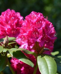 8d16efa339dd6d511f33cc716e3075eb