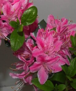 bd8dce5dc74d1017a04e2df2cabb041e