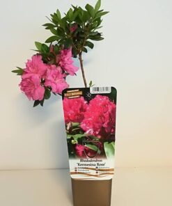 21ce4edbdb9a64cda9a5dee14d1f8f4f