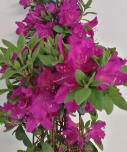 f48bedaa5bd771c18a67d74600d8ba41