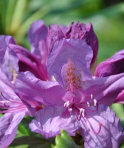 9939987bb87044856cebbc06be9c7aba