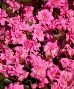 e5fd833c8ea2cd0360a0494467b7a074