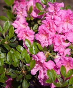 ccb0e30e62a102f737d5ea07bb9b2cf9