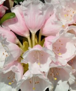 0cac4cc92fc733e5f19a2f7ac06ae8a4