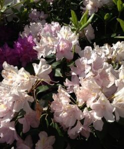 dee4ebf086659623c4d8750ac8ae947d