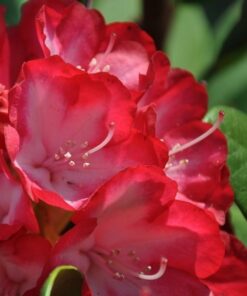 18dafcbe8bcd582c5608568e9e783dc4