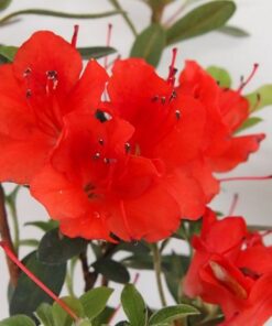 9af914c31801ae8e290ff9d15cbb5976