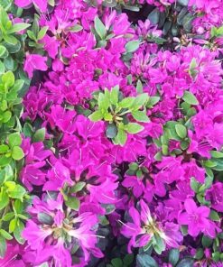 aba035de211f18ac017e7b3a07d3fd5a