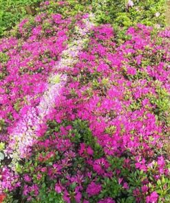 c0c9fc4aac41e0e84f80aeef0df05047