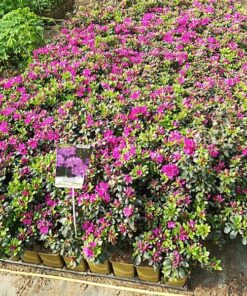 3ba91fcb016cf4a6d5ae9b0d2531f378