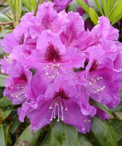 a5b65d424cb059641c78f55722f6cab8