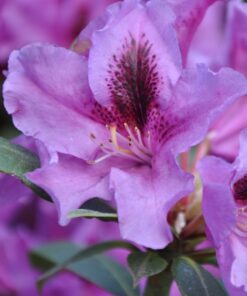 6c0a00df5eeee2b61155877d16e4ebcf